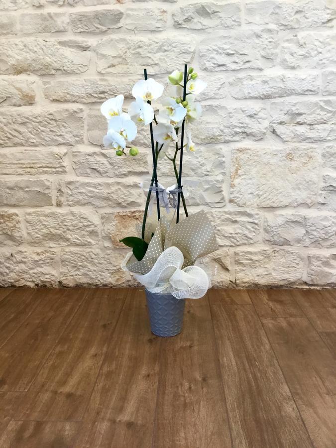 B&B Sant'Agostino Giovinazzo Luaran gambar